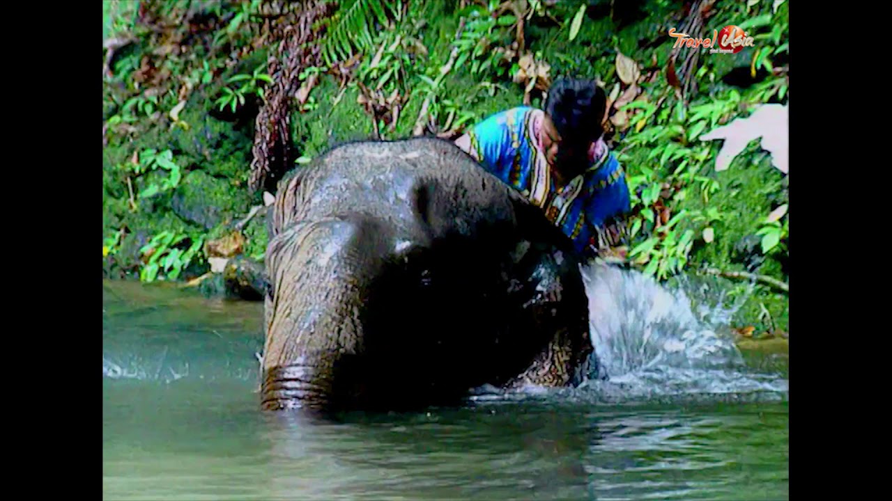 Koh Chang - Jungle elephant adventure - Destination Thailland TV