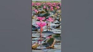 Thailand’s Magical Red Lotus Lake | Udon Thani